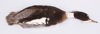 Media type: image;   Ornithology 219085